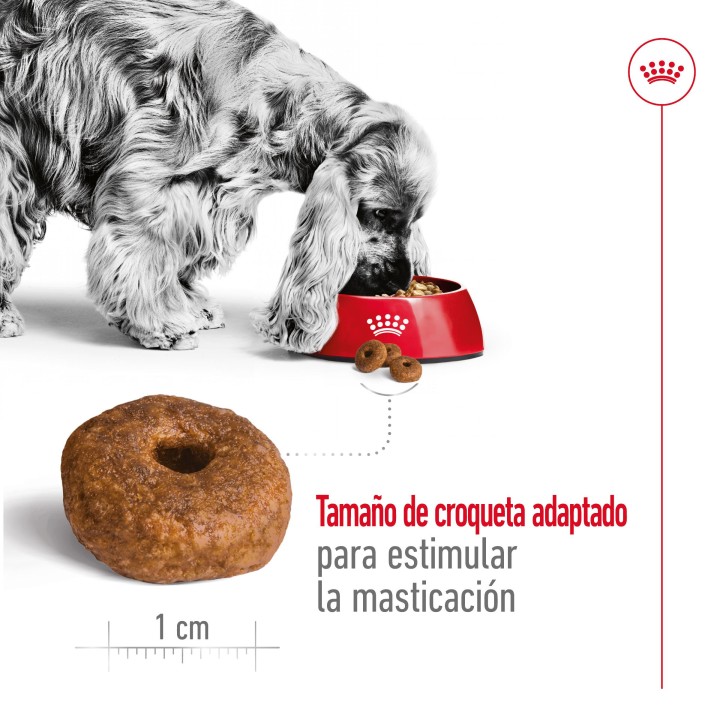 Royal Canin Medium Ageing 10+ Pienso para perros - Kompymascotas