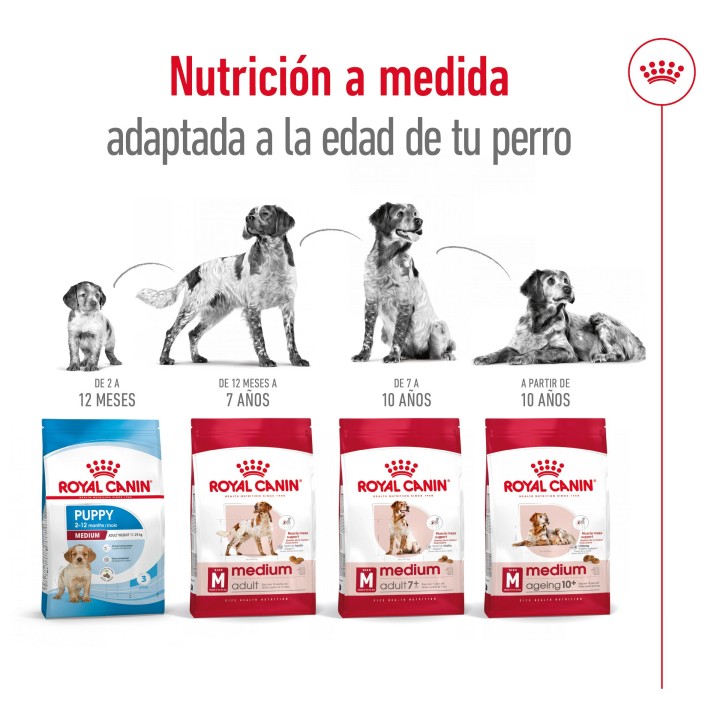 Royal Canin Medium Ageing 10+ Pienso para perros - Kompymascotas