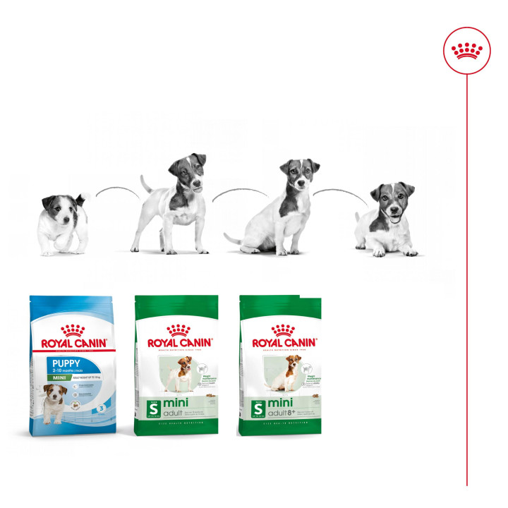 Royal Canin Mini Adult Pienso para perros - Kompymascotas