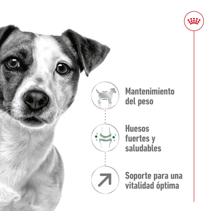 Royal Canin Mini Mature +8, pienso para perro - Kompymascotas