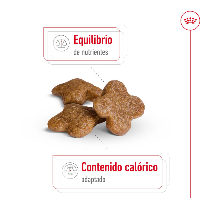 Royal Canin Mini Mature +8, pienso para perro - Kompymascotas