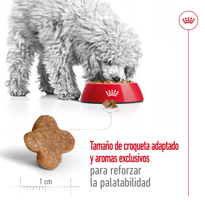 Royal Canin Mini Mature +8, pienso para perro - Kompymascotas