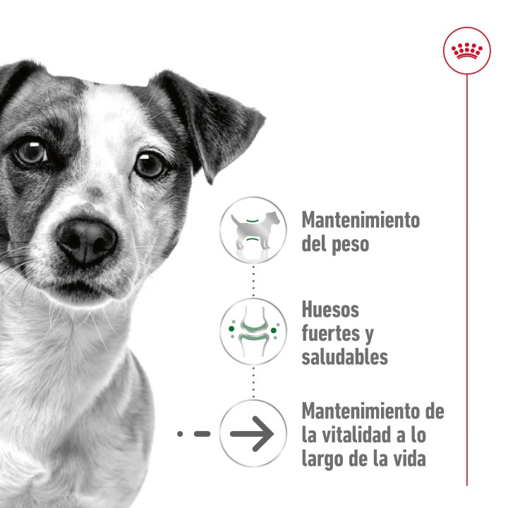 Royal Canin Mini Ageing +12 Pienso para perros - Kompymascotas