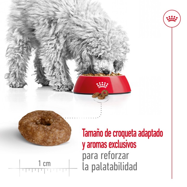 Royal Canin Mini Ageing +12 Pienso para perros - Kompymascotas