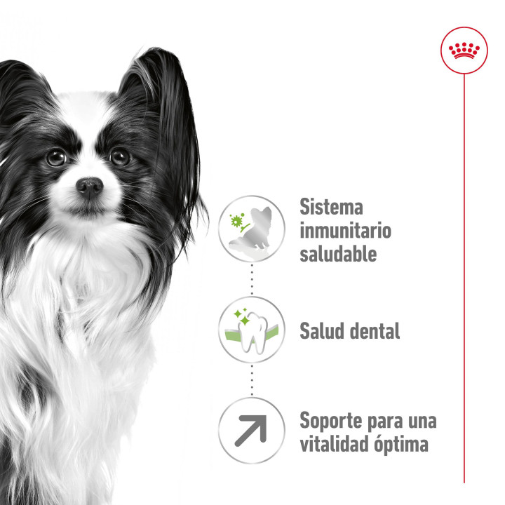 Royal Canin X-Small Adult +8 Pienso para perros - Kompymascotas