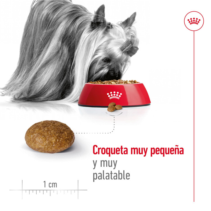 Royal Canin X-Small Adult +8 Pienso para perros - Kompymascotas