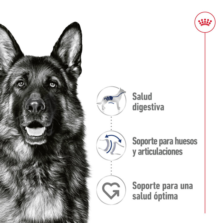 Royal Canin Maxi Adult comida húmeda para perro adulto de razas tamaño grande
