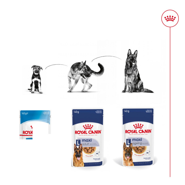 Royal Canin Maxi Ageing comida húmeda para perro en edad avanzada de razas tamaño grande