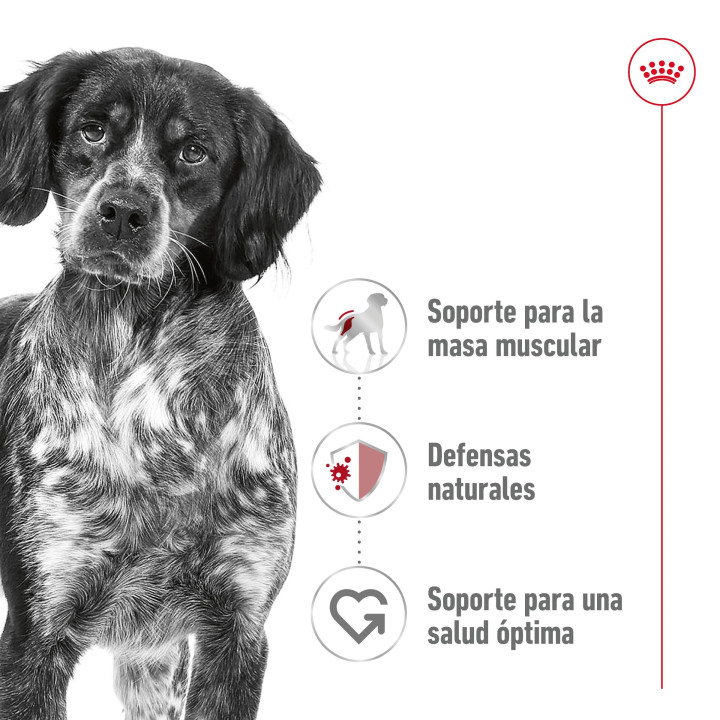 Royal Canin Medium Adult comida húmeda para perro adulto de razas tamaño mediano