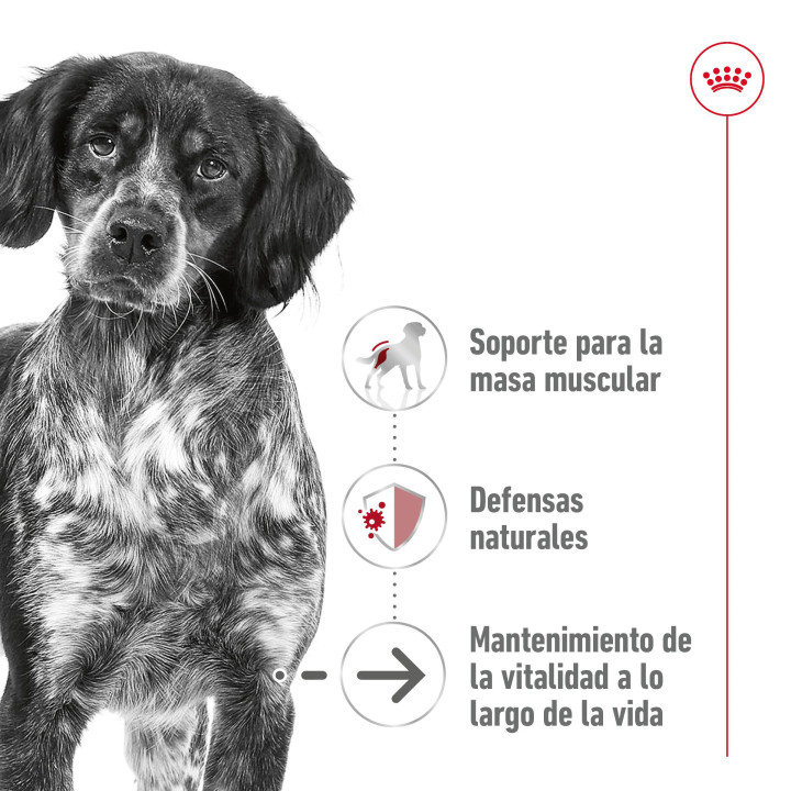 Royal Canin Medium Ageing comida húmeda para perro en edad avanzada de razas tamaño mediano