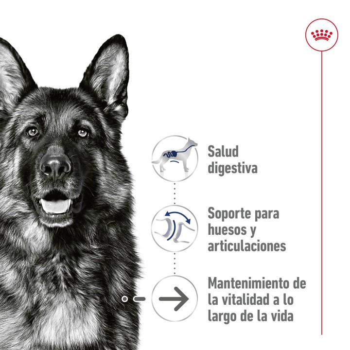 Royal Canin Maxi Ageing 5+ Alimento Húmedo para Perros en Paté 