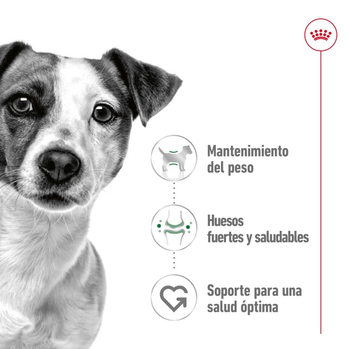 Royal Canin Mini Adult Alimento Húmedo para Perros en Paté