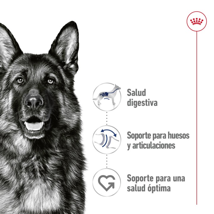 Royal Canin Maxi Adult Paté para perro adulto de razas tamaño grande (Lata)