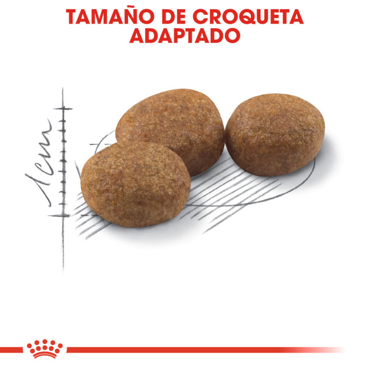 Royal Canin Feline Sterilised 37, Pienso para gatos - Kompymascotas