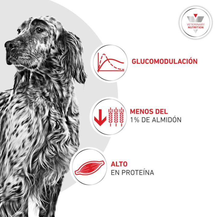 Royal Canin Diabetic, pienso para perros - Kompymascotas