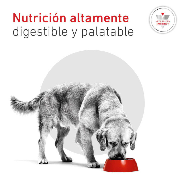 Royal Canin Diabetic, pienso para perros - Kompymascotas