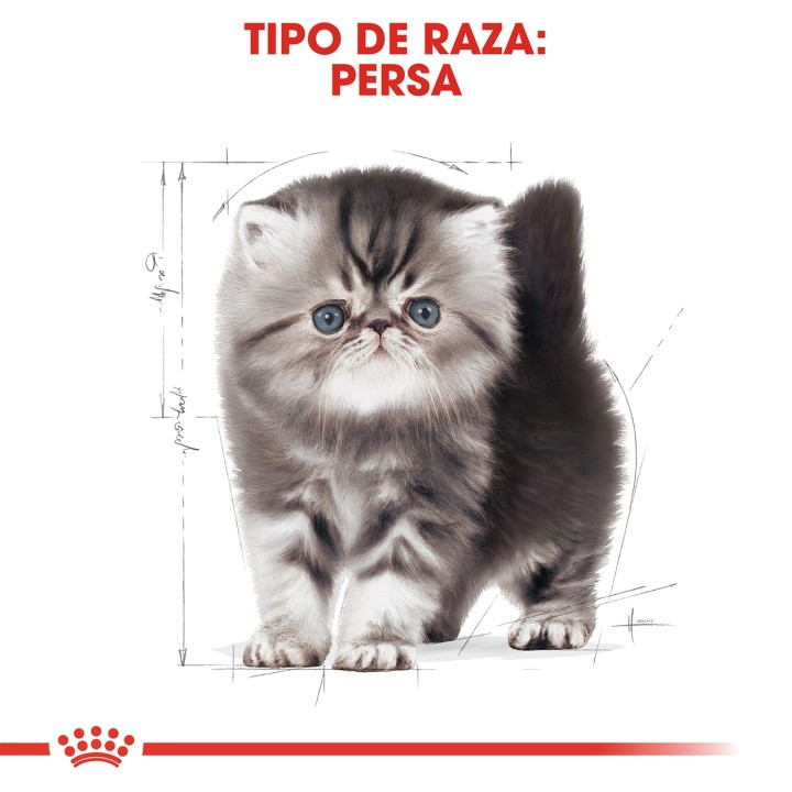Pienso Royal Canin para gatitos raza Persa
