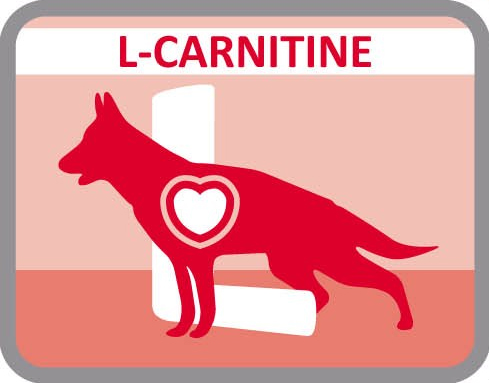 L-carnitina