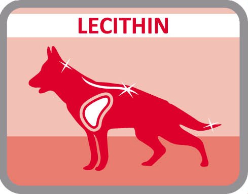 Lecitina