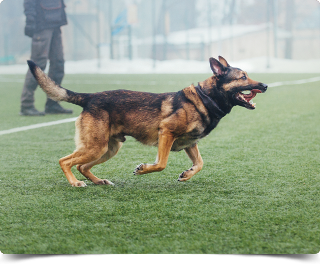 perro1