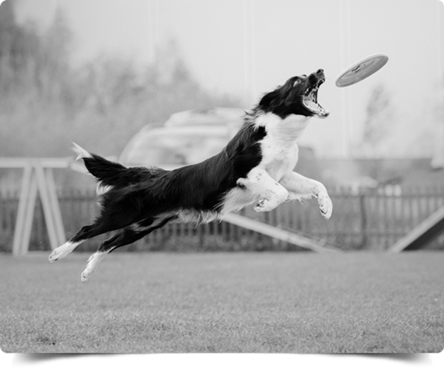 perro1